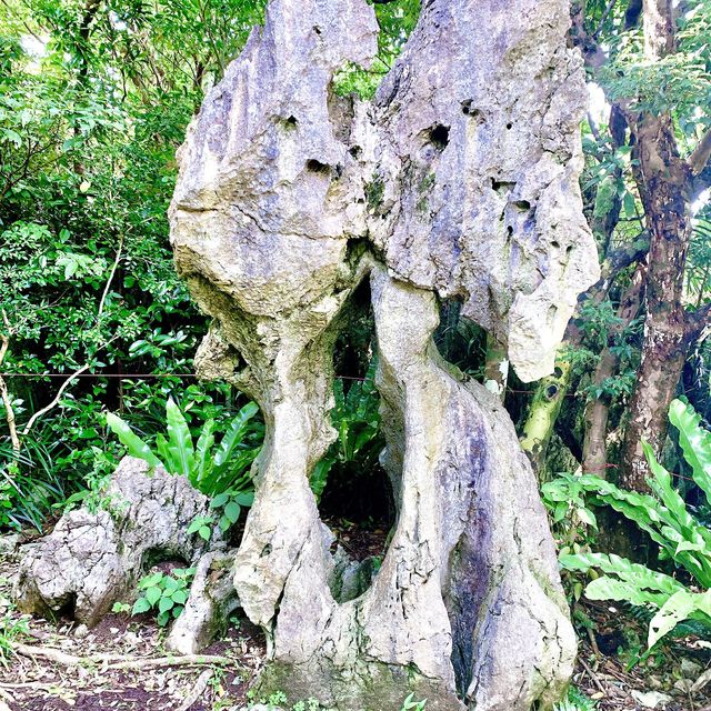 【沖縄】大石林山4つの森林、岩、海の散策コース
