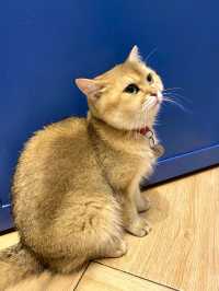 打卡餐廳 🍴有冇人係貓貓控🐱？