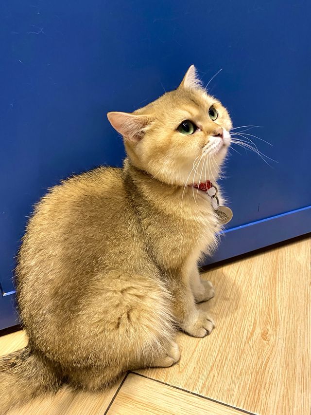 打卡餐廳 🍴有冇人係貓貓控🐱？