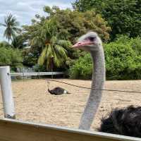 Why ostrich bottoms are Botak?