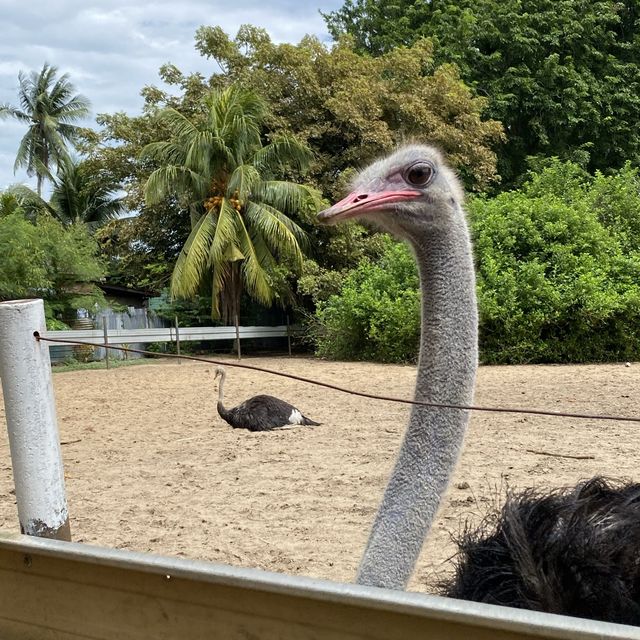 Why ostrich bottoms are Botak?