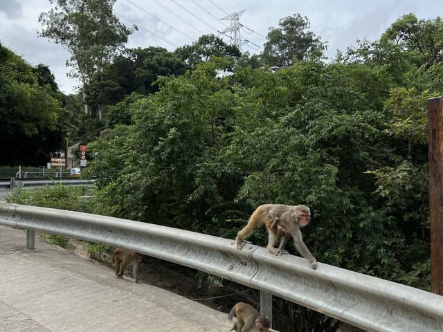 馬騮滿山的金山郊野公園