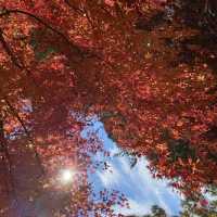 もみじ湖　長野の紅葉スポット