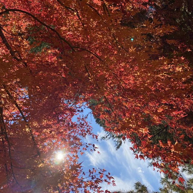 もみじ湖　長野の紅葉スポット