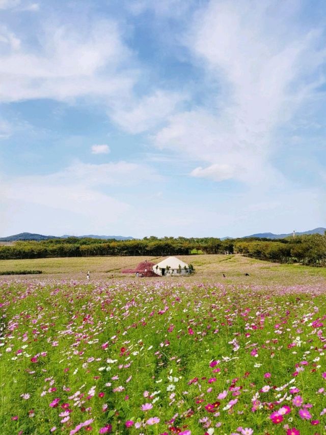 🌸코스모스와 핑크뮬리가 아름다운 당진 아그로랜드 태신목장🐄🐏