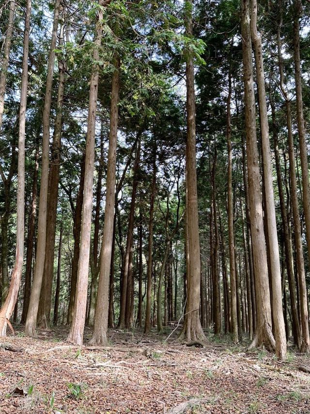 箱根＊ポーラ美術館　森の遊歩道