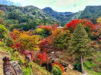 紅葉と陶器のコントラスト