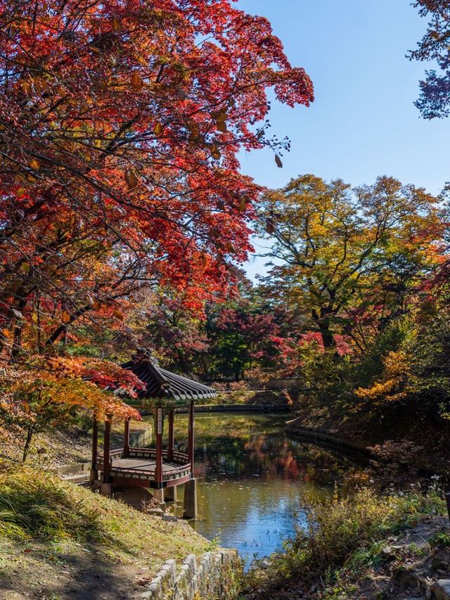 가을 꽃구경 창덕궁 후원 나들이