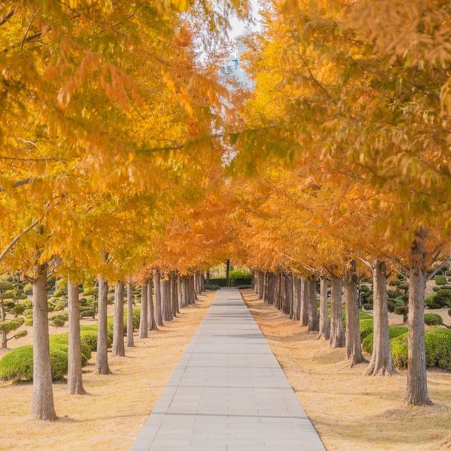 🍂주황빛아래에서 의미를 되새기며 산책하기 좋은곳 [부산, UN기념공원]