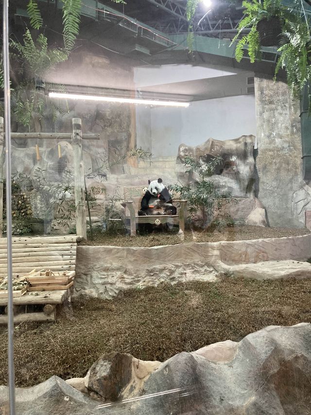 Chiang Mai Zoo 🐼