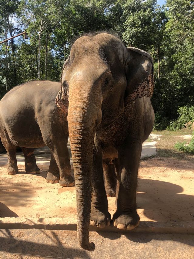 A close encounter with safari friends