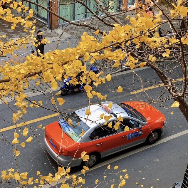 Gingko yellow | Enjoy a ginkgo rain on Shangh