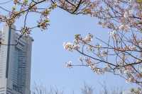 馬車道の桜並木景色