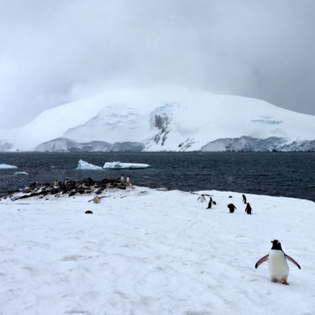 Antarctic Expedition
