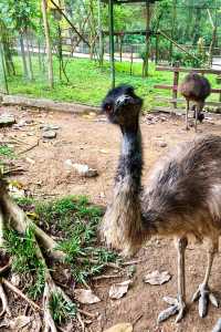 A day trip to the surprising Malaysia Wildlife Park.