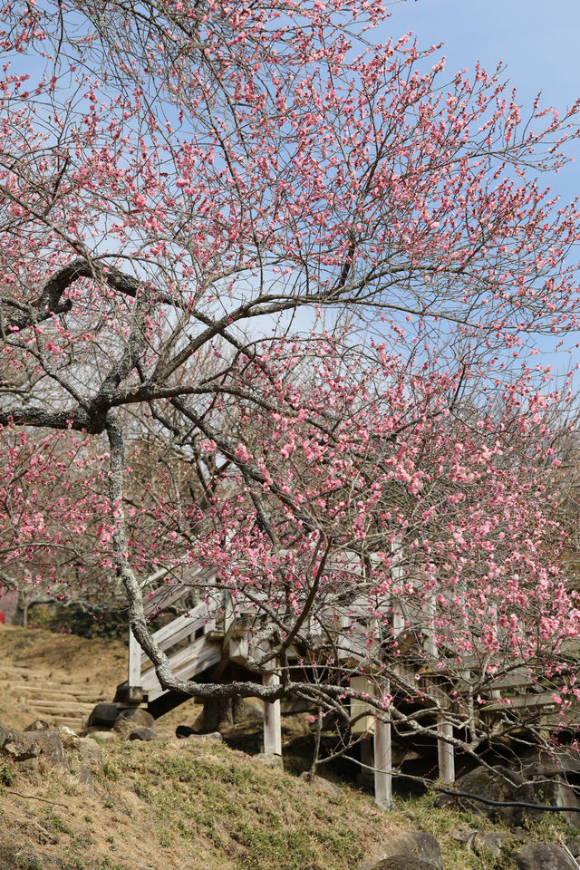 Japan's Ibaraki Tsukuba Mountain Plum Garden