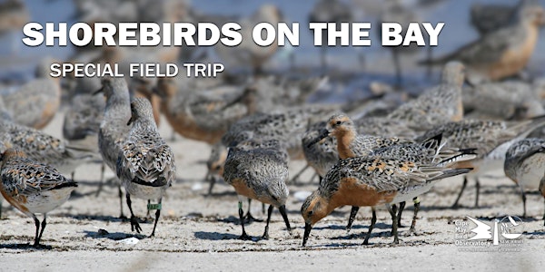 Shorebirds on the Bay | Mauricetown Wawa