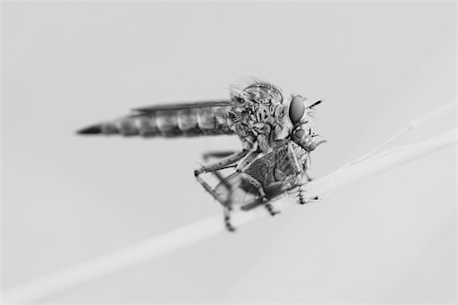 Black & White Nature Photography Workshop | Mousehold Heath Public Car Park