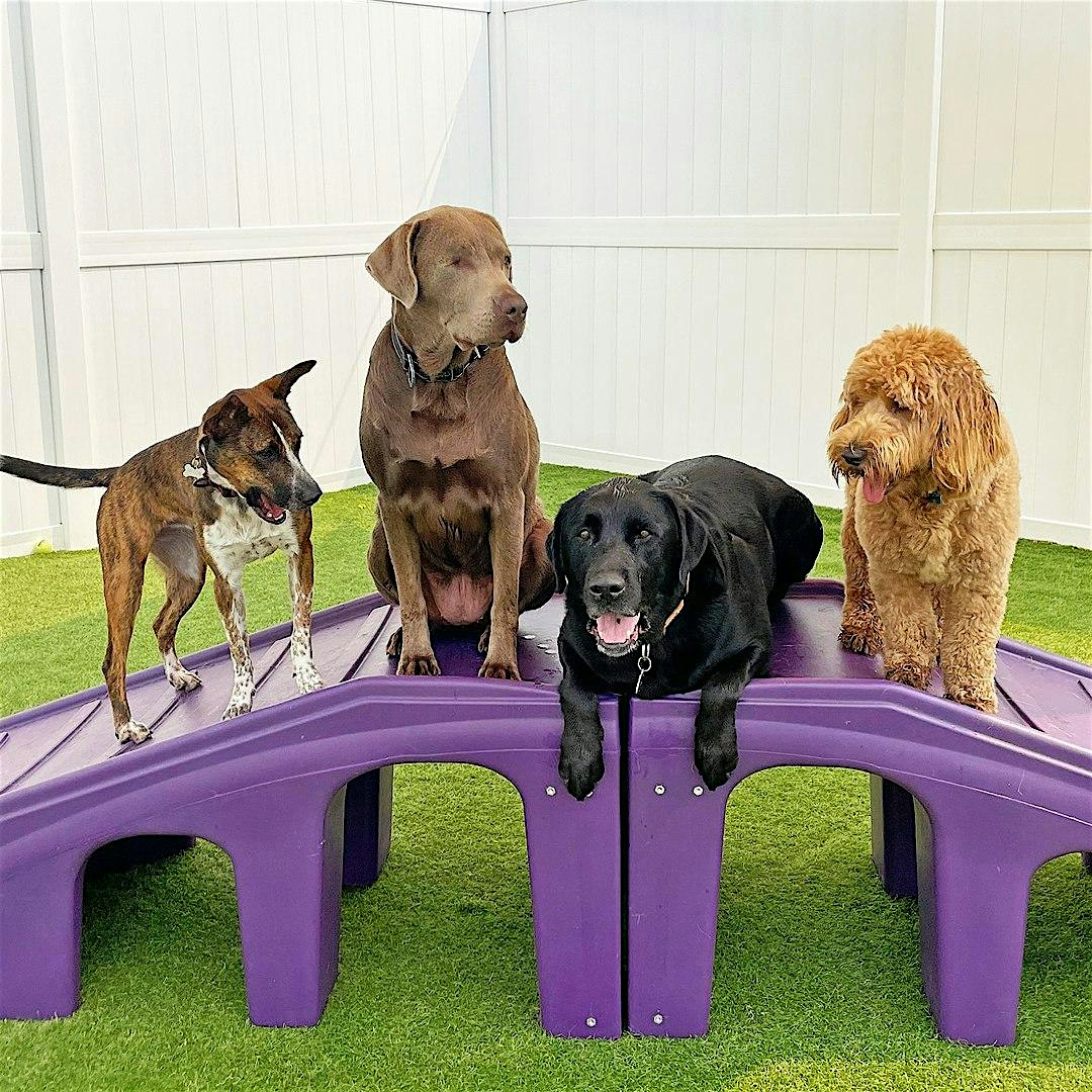 Central Bark First Birthday Pawty | Central Bark Aurora Fox Valley