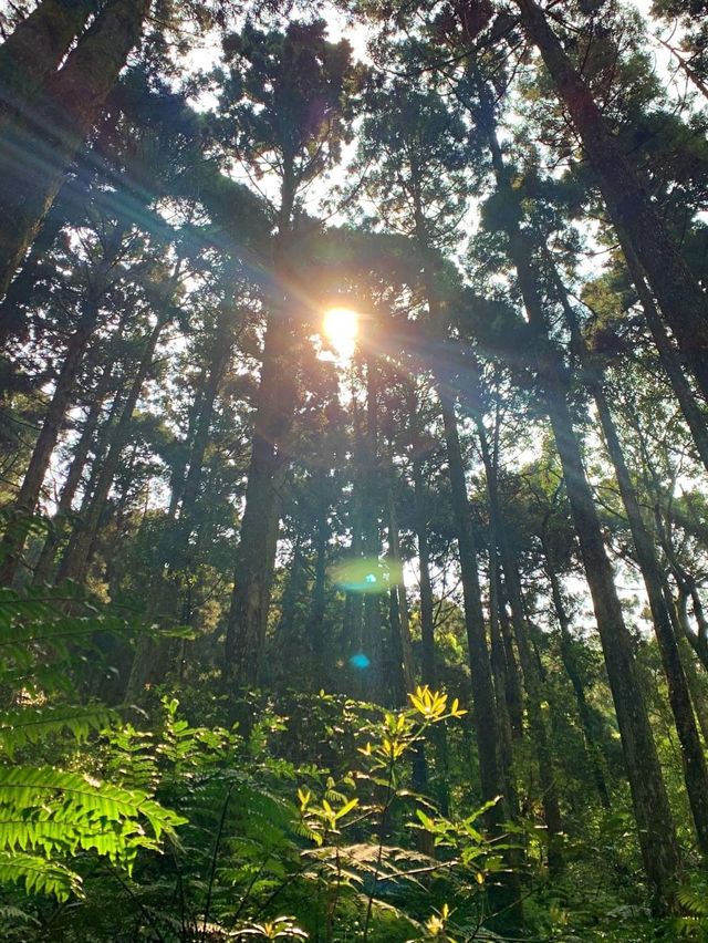 桃園景點東眼山小百岳｜煙霧迷漫充滿仙氣的美景