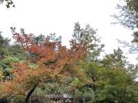 🍁千島湖大棠紅葉之旅🍁