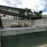 カビパラにハマれた  