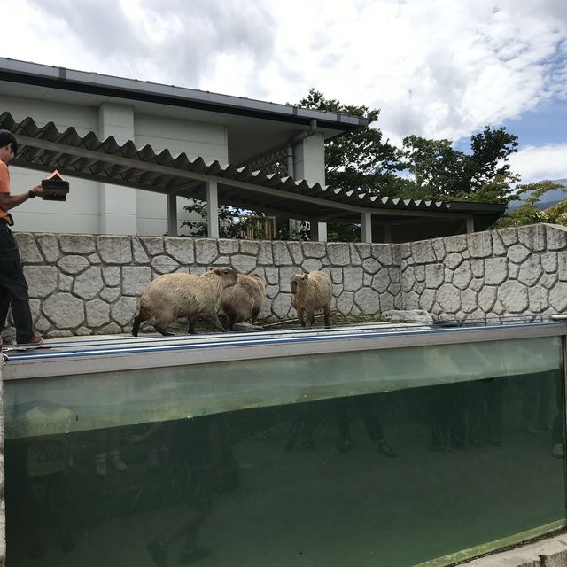 カビパラにハマれた  