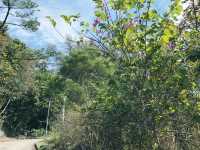 大欖郊野公園