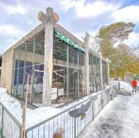 冬の円山動物園・フクロウとタカの森