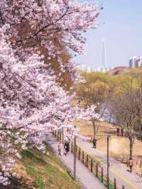 서울 벚꽃 핫플 양재천