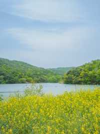 🌼 경주 불국사 근처 유채꽃 해바라기 카페 바실라 