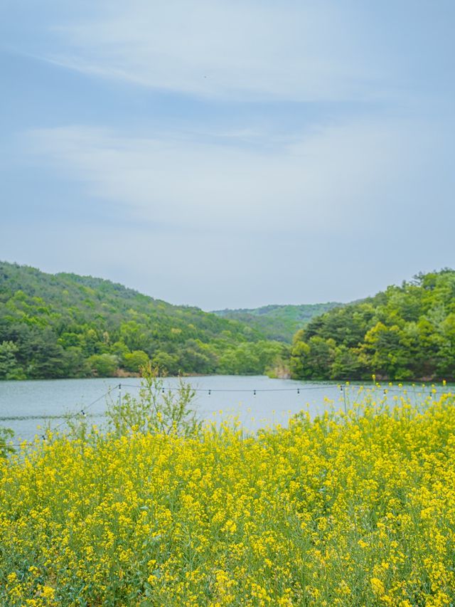 🌼 경주 불국사 근처 유채꽃 해바라기 카페 바실라 