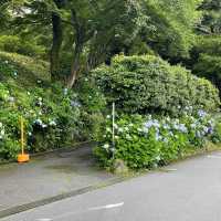 紫陽花の聖地！？〜箱根湯本〜