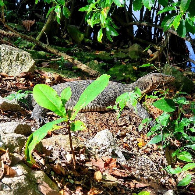 Wonders of Nature at Sungei Buloh Wetland