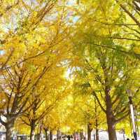 Asan Gingko Tree Road (은행나무길) 