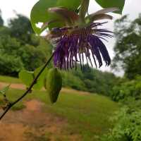 Bukit Timah Nature Trial