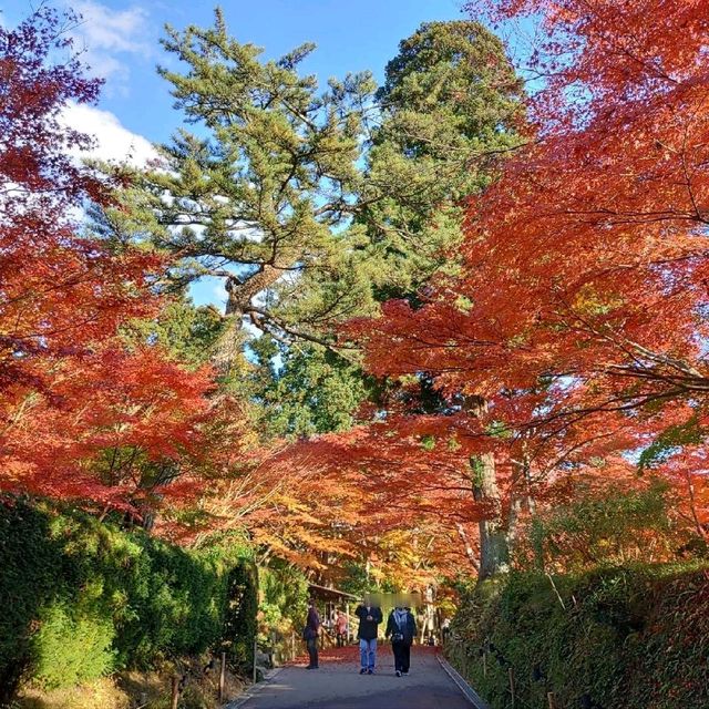 岩手県！世界遺産【平泉】中尊寺圧巻の紅葉