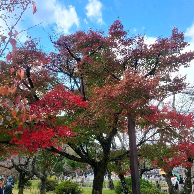 自然がダイレクトに感じられる公園【嵐山公園】✨