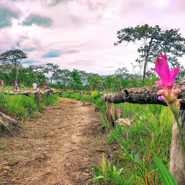 ทุ่งบัวสวรรค์ ทุ่งบัวสวรรค์