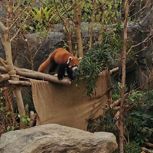 海洋公園動物show
