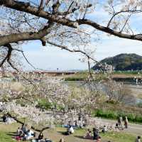 京都｜一起到背割提賞櫻野餐！