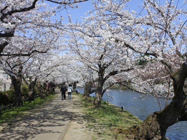 【桜まつり】弘前公園
