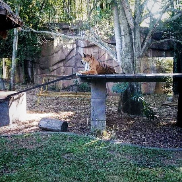 Conservation and A Zoo All In One
