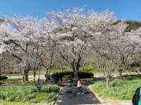 [영광] 불갑사에서 벚꽃맞이🌸