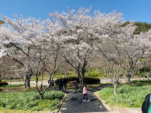 [영광] 불갑사에서 벚꽃맞이🌸