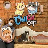 Chill cat cafe คาเฟ่แมวนครปฐม!!📌 🐱