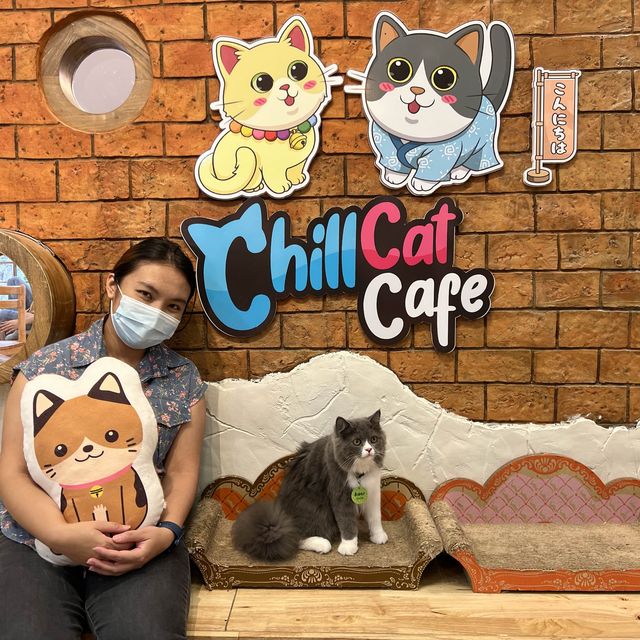 Chill cat cafe คาเฟ่แมวนครปฐม!!📌 🐱