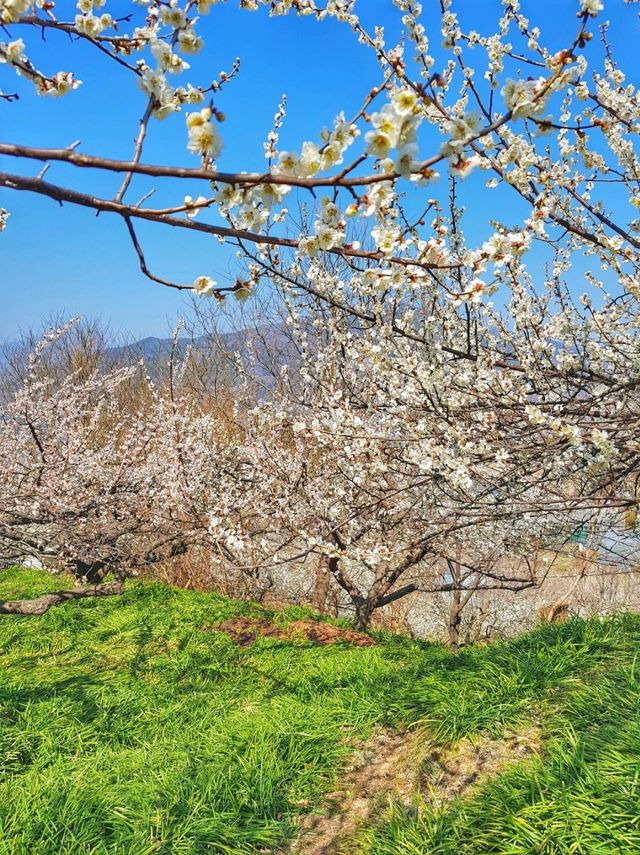 새하얀 눈꽃 내린듯 아름다운 매화꽃, 광양 매화마을🌸