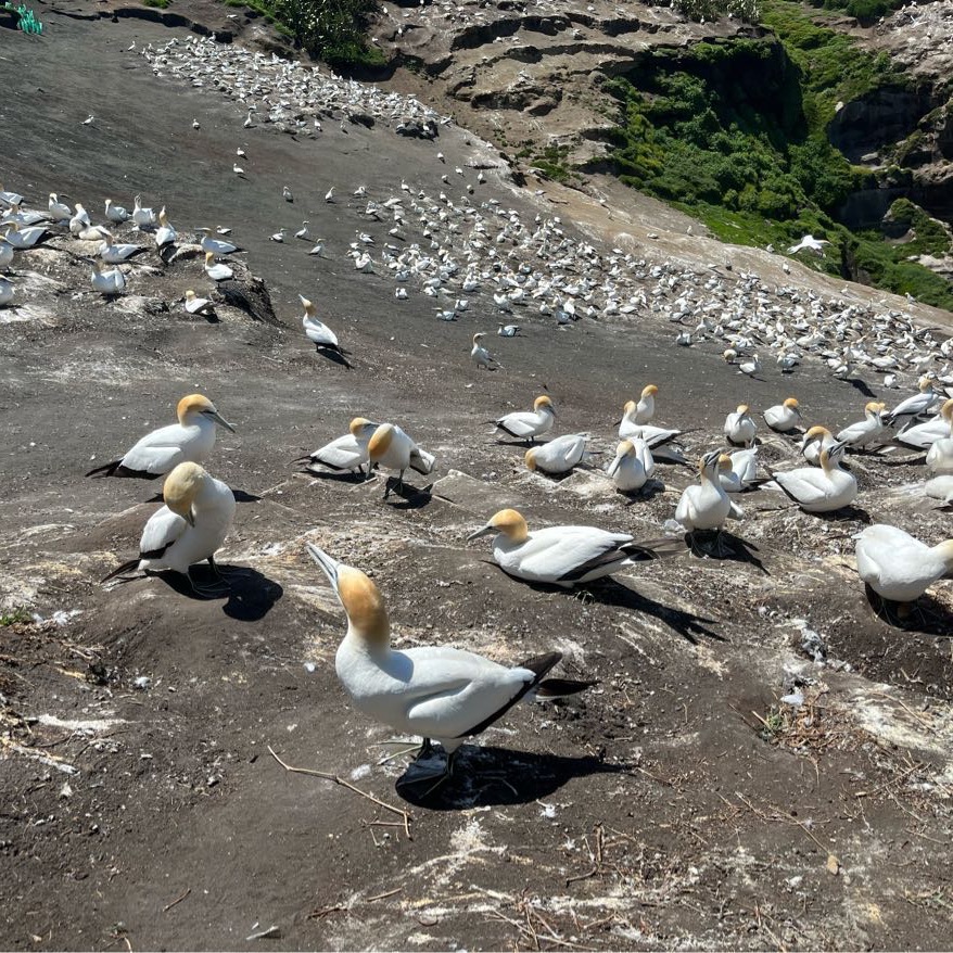 Amazing view of Gannets and sea