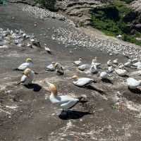 Amazing view of Gannets and sea